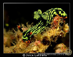Nembrotha Kubaryana from Lembeh in Manado - Sulawesi Island by Joice Laksana 